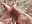 Oil on my feet... Do u like? - video by HannaBeckett cam model