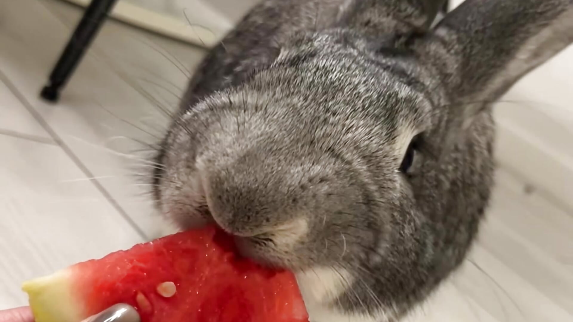 Sam ASMR watermelon - video by LunaWhisper_ cam model