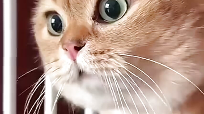 Viral talking Cat Meme - Original  #talking cat - clip cu MichaelBeckers model videochat