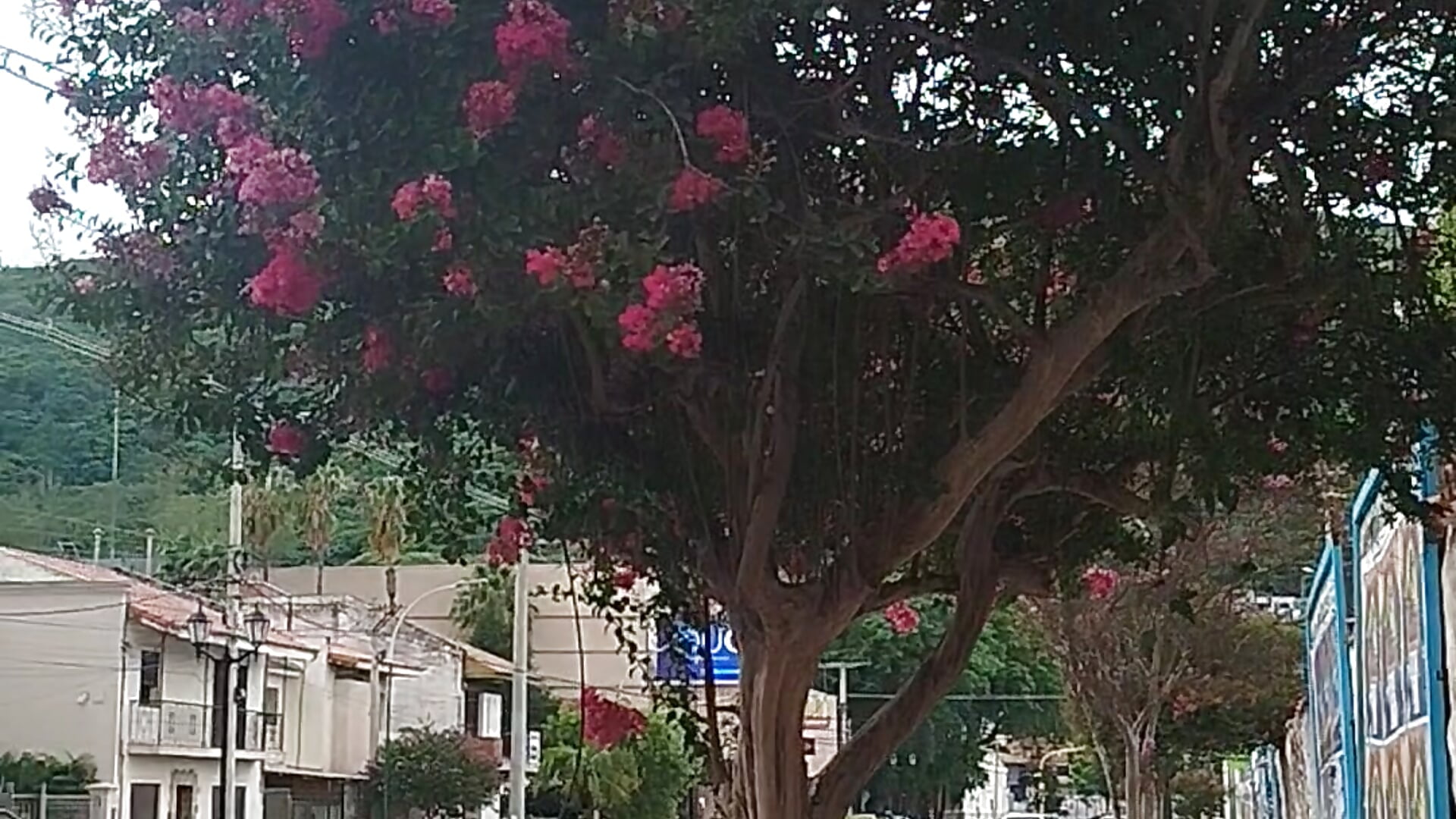 1000000206 - video by AngelPerdedor7