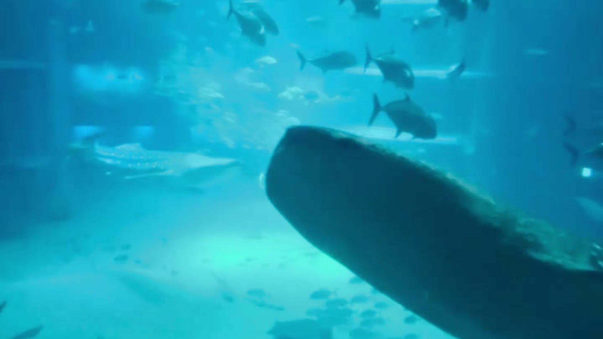 水族館🐋🩵🦈 - video by u_m_i