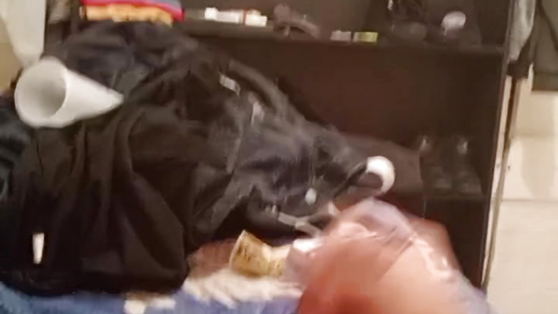 pingoy7 kamerás modell  5468. kiemelt videója