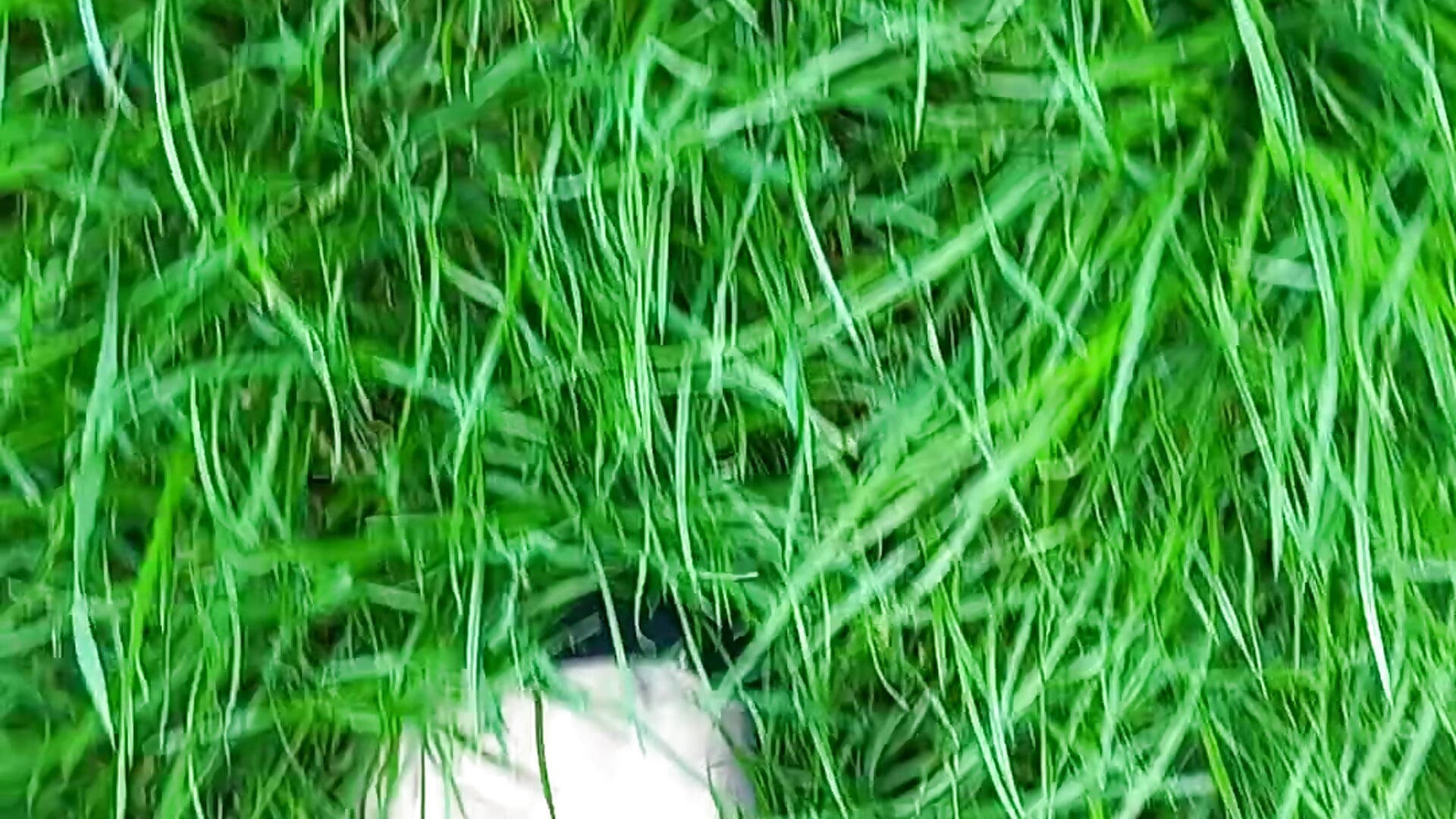 Green green grass — filmik XO-Goddess-AnneMarie-XO, modela(-lki) na kamerkach
