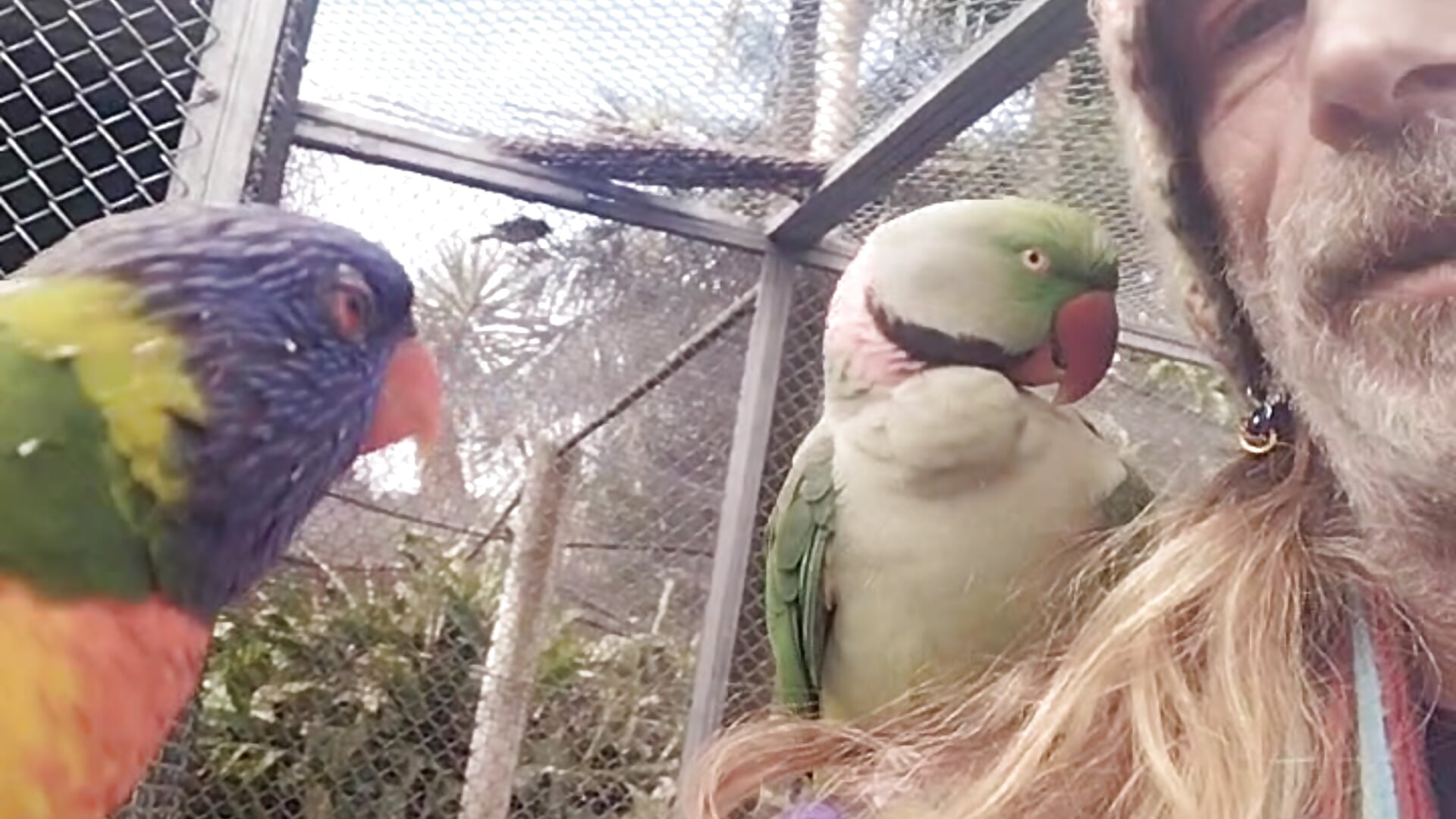 Playing with birds - video by cosmiclover9