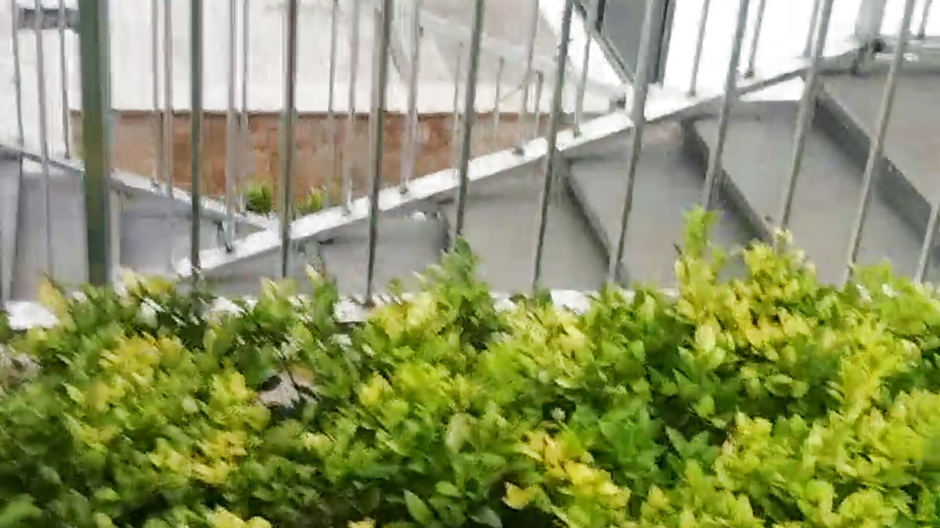 VID_20260620_091719 - video by geyujun1
