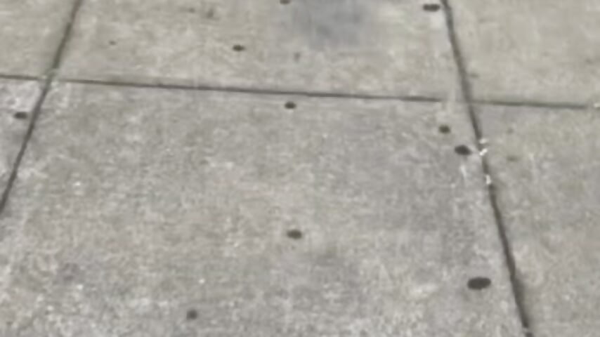 Doggo in the wild :) - video by TemptingCurves cam model