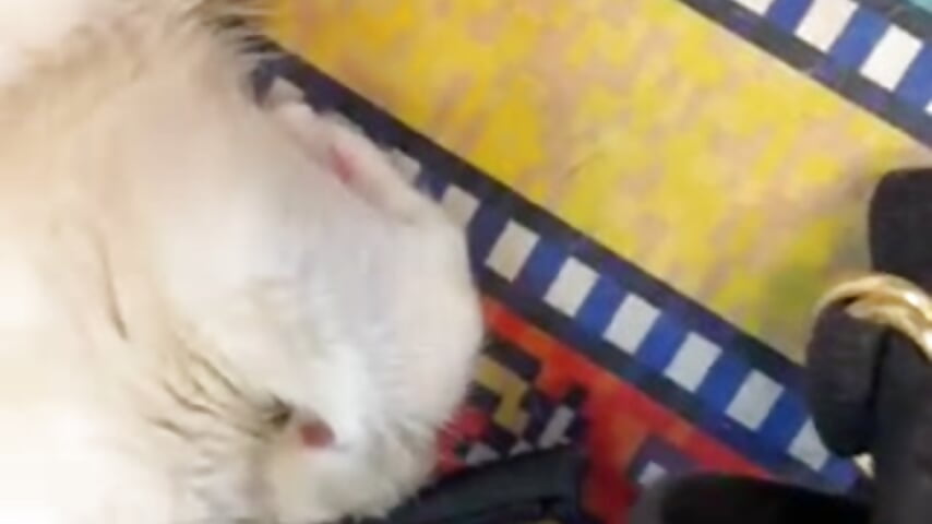 ネコ猫 - video by yuyu4646