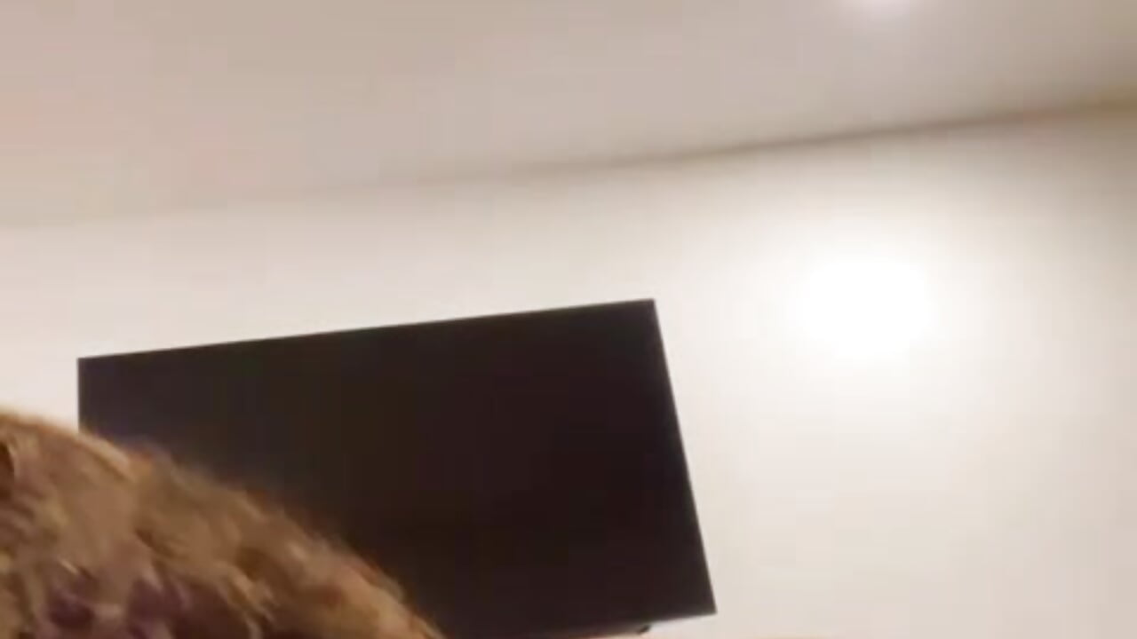 WhatsApp Video 2026-08-17 at 10,20,10 PM - video by palmerrrose