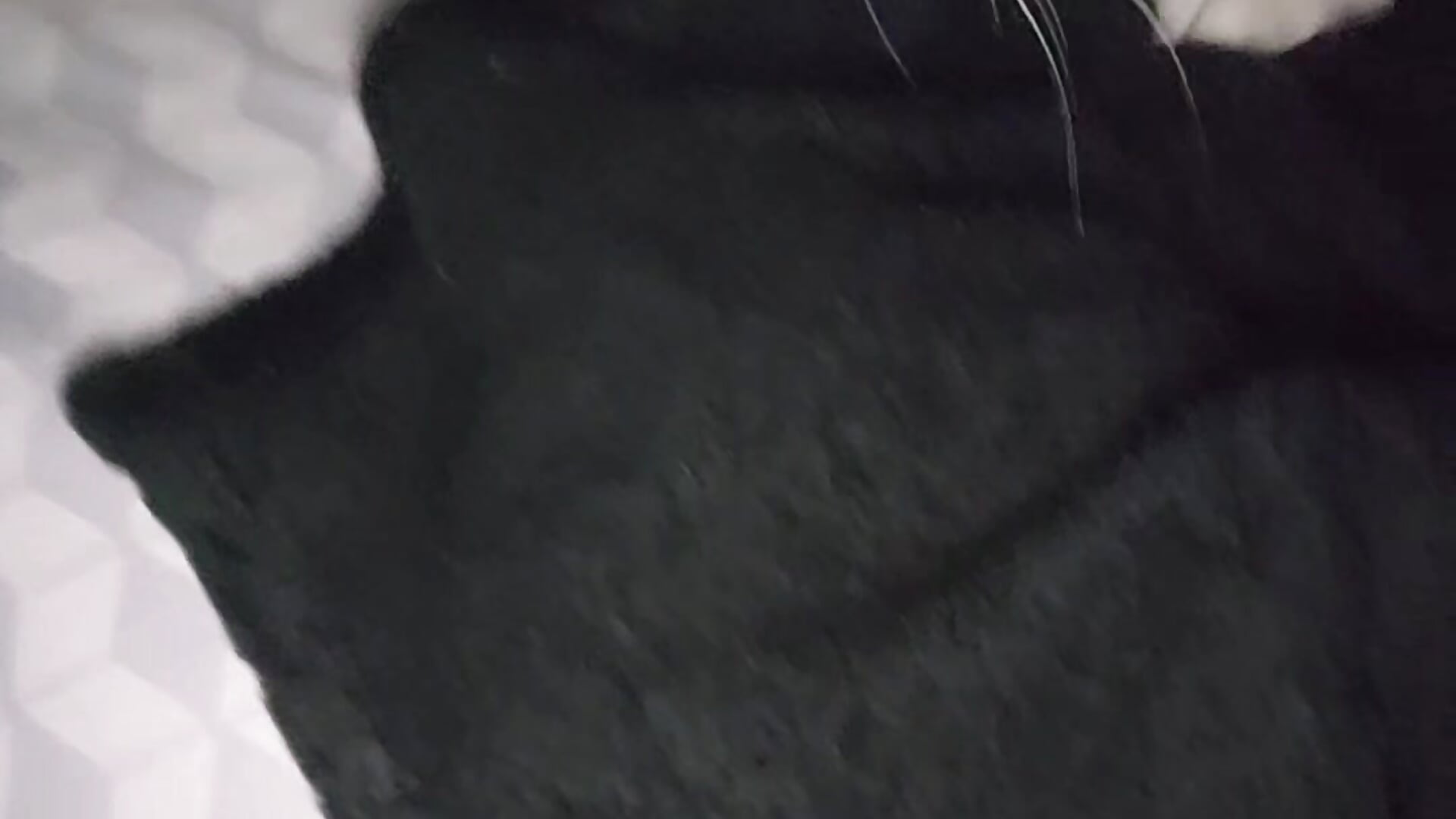 analonlywhore