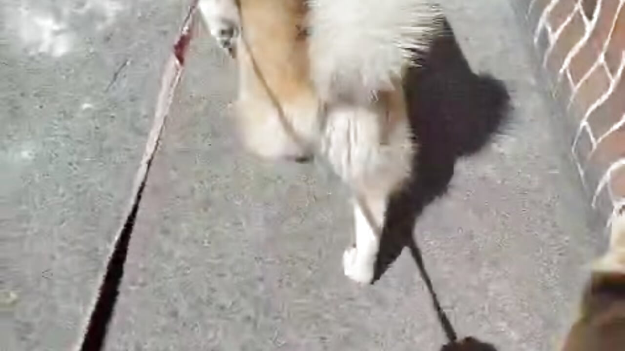 Paseando  a mis mascotas - video van MascaraSexi cam-model