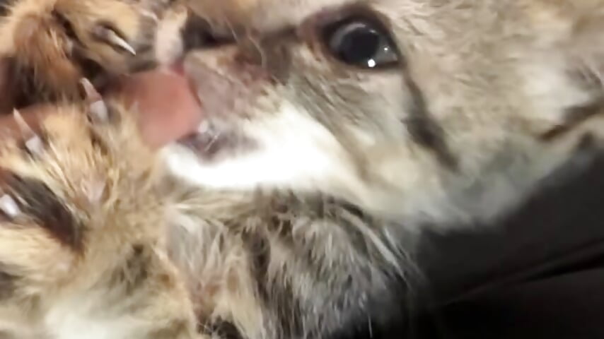 My hairball - βίντεο μο ντέλου nicelle_ribbon