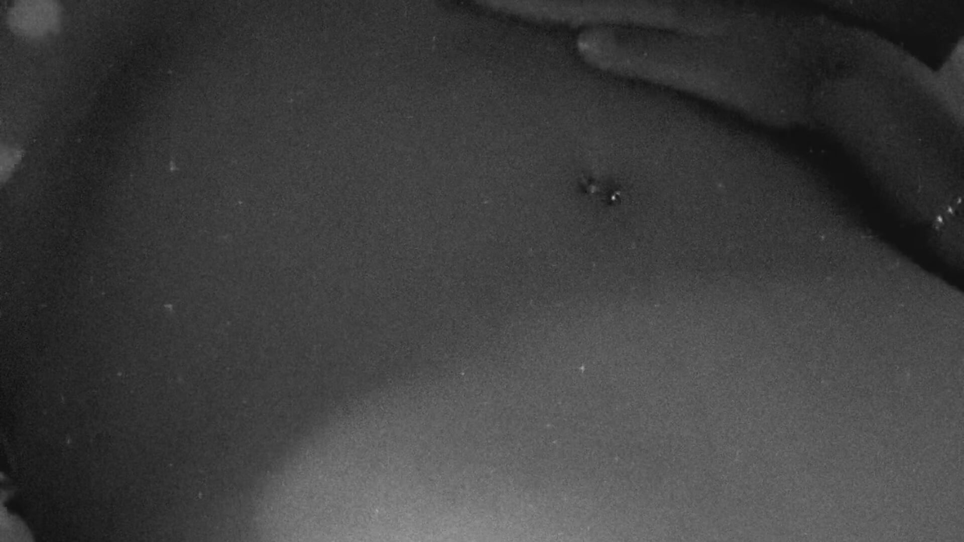 Juguetona 👾 - video di iampeccas_ modella di cam