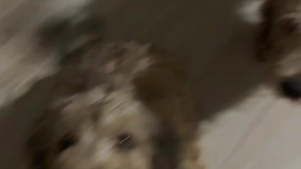 my chukis pets 🐾 - video của người mẫu cam mia_cherryy