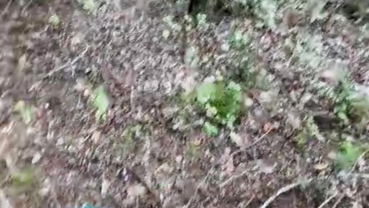 Doggy im Wald - vidéo du modèle de showcams WirZwei2837