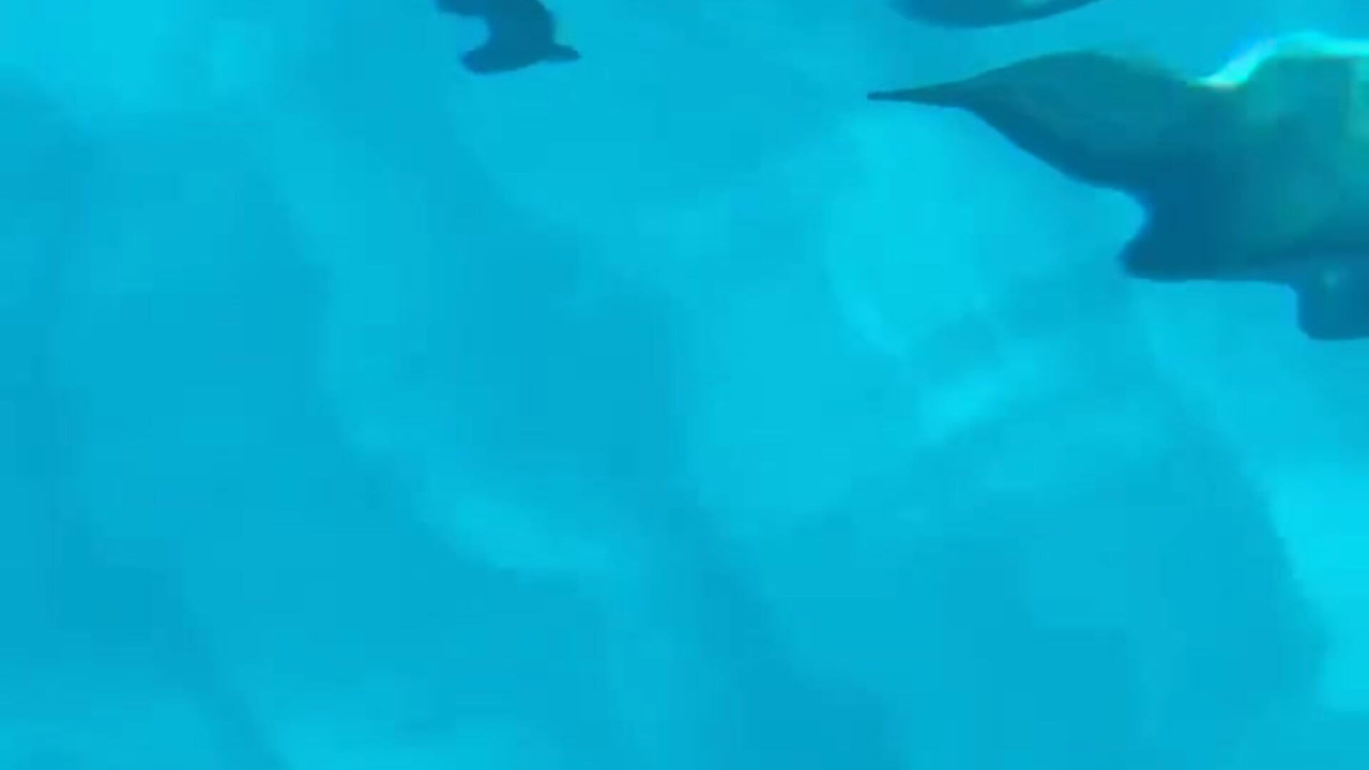 ハワイの思い出 - video by yuu_xoxo cam model