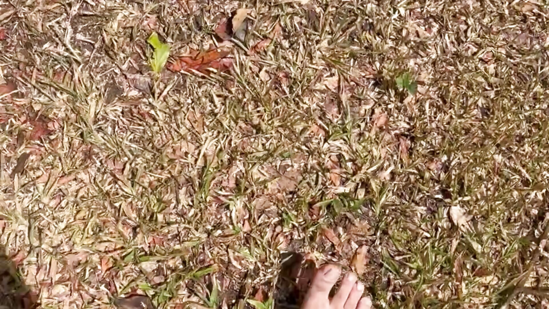 Just feet 👣 - LilaGrey adlı kamera modelinin videosu