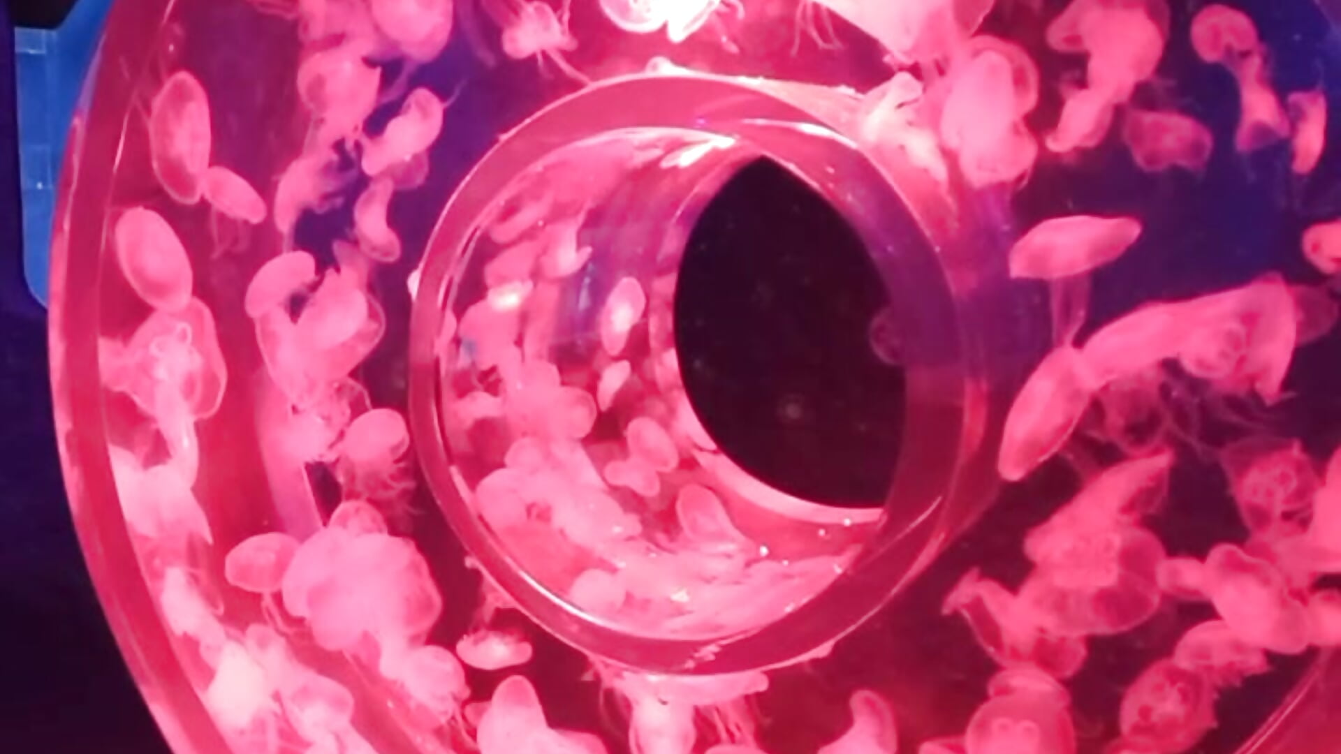 Hypnotizing lol - video av Lunalaely cam model