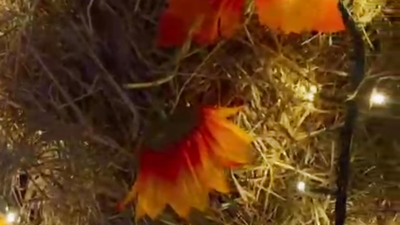 Halloween🐝💛 - video oleh lilith_10_