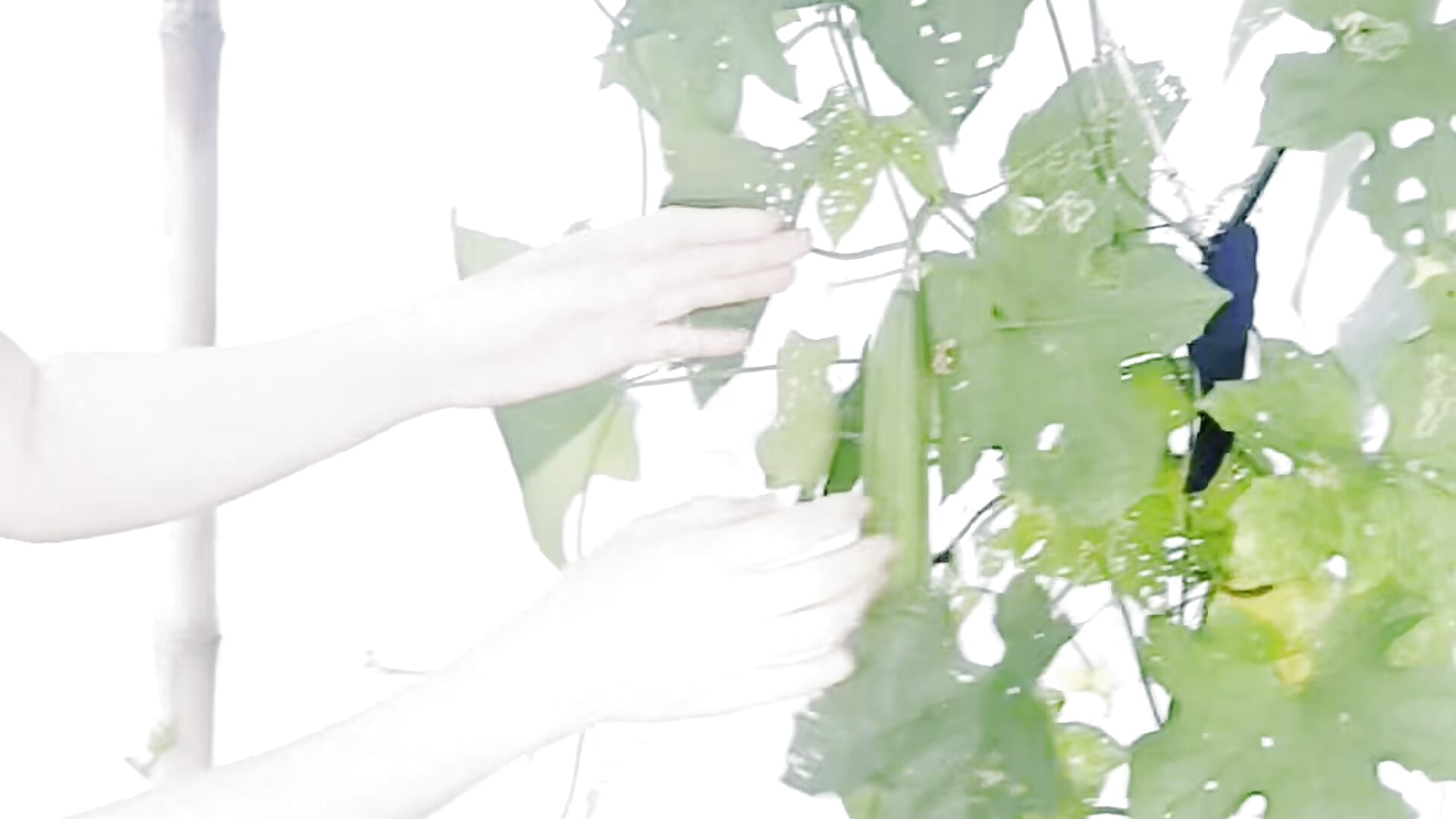 I've already grown the vegetables and gourds - all that's missing is you at every meal ^^ - clip cu Miuxynh model videochat