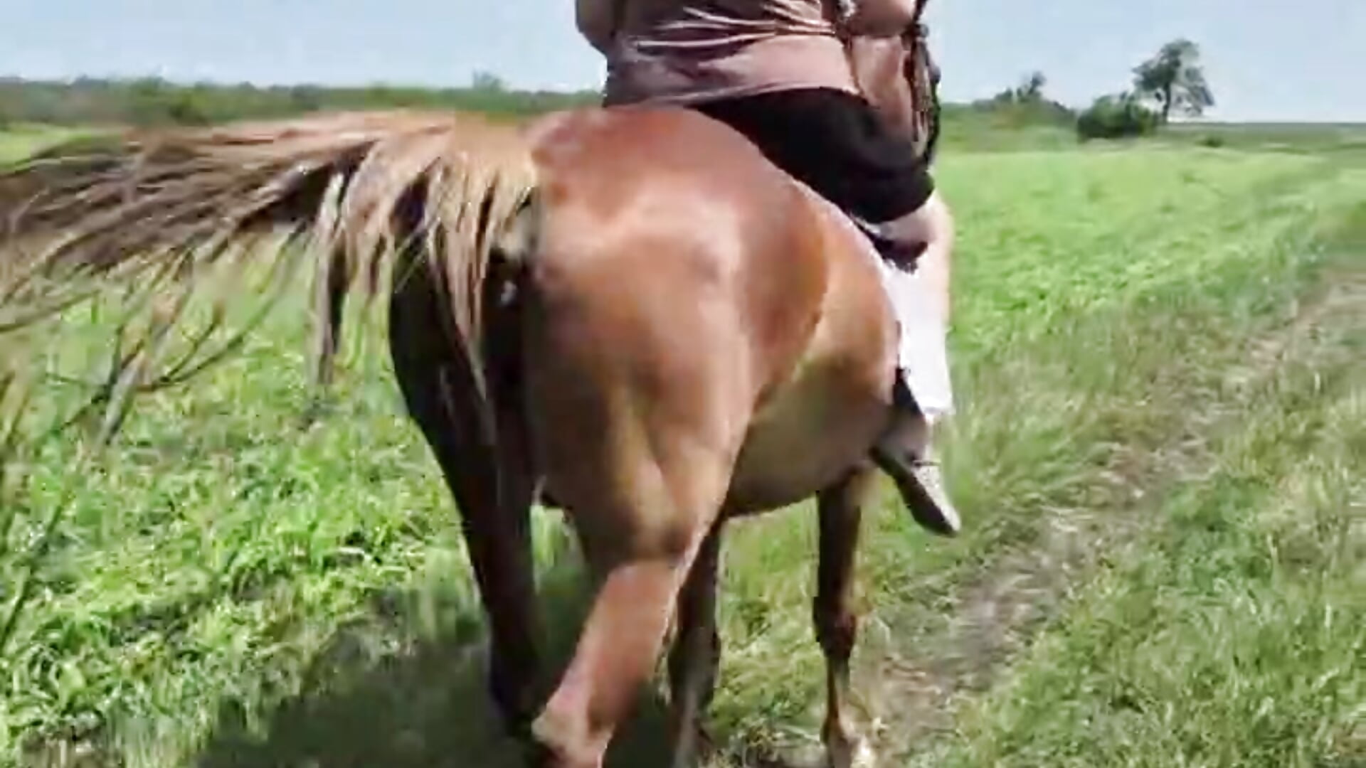 horse riding - video Scarrlet_Rou kameramallilta