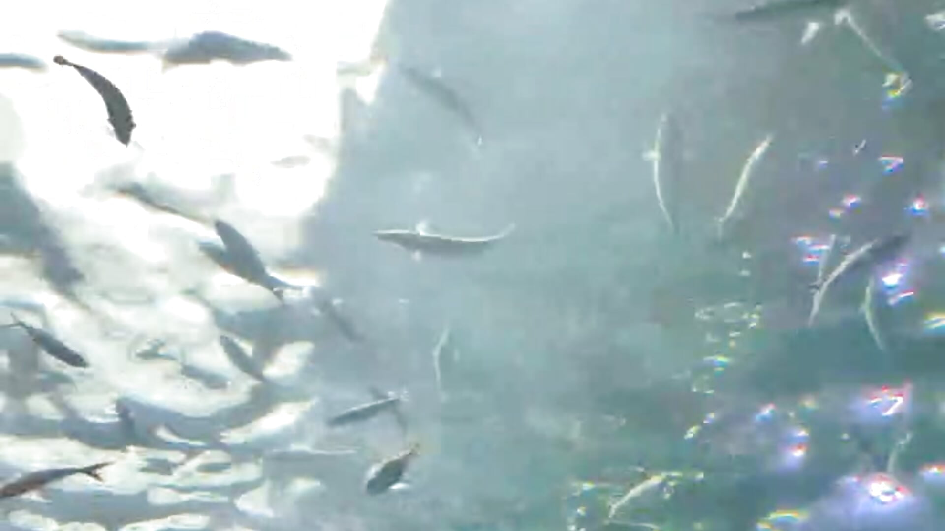 水族館🐟 – video modela na kameri yuayua-o0