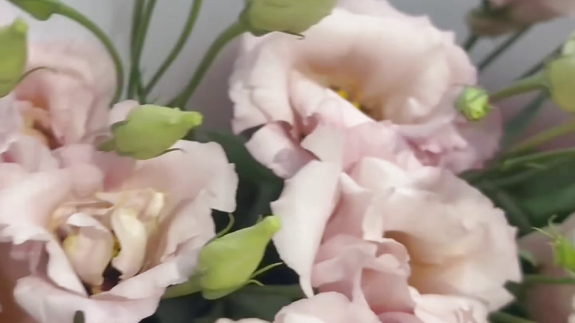 FROM MY LOVE - video by tinky_vinky