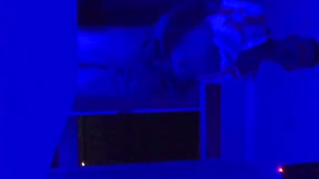 THE DANCE AND LOVE - Vídeo de CHARLICOOKIE, modelo de vídeos