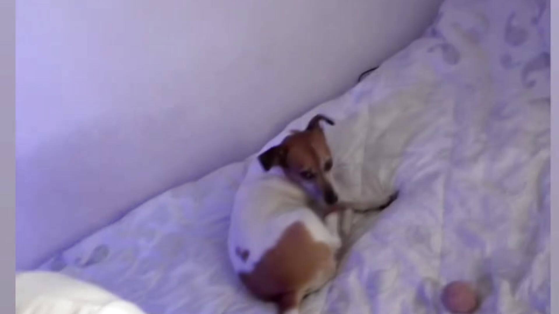 Me and my dog - vídeo de LalaSchwarting modelo de câmara