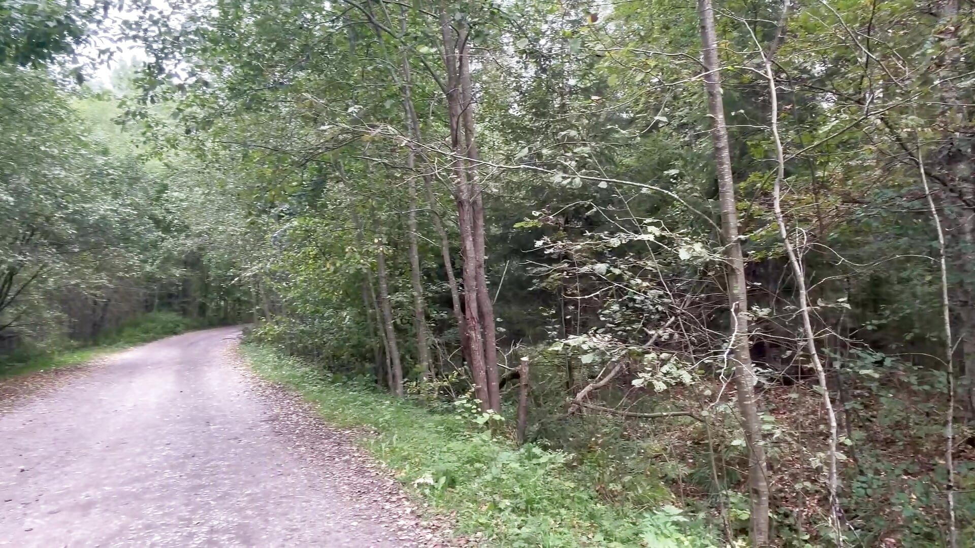 Autumn walk in the woods