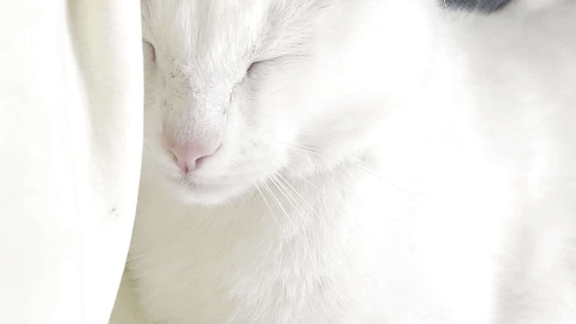 My favorite cat - video van Aylin_kitty cam-model