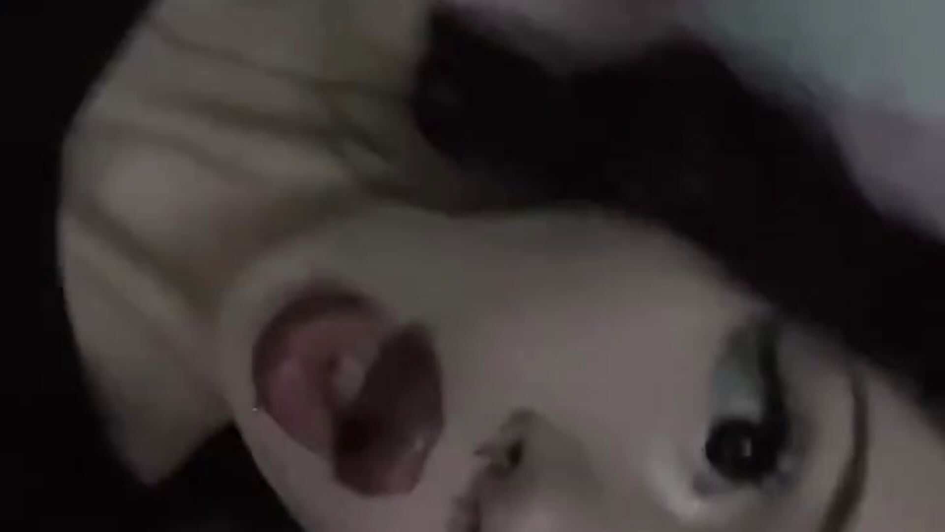 meow meow – video af serenakisss