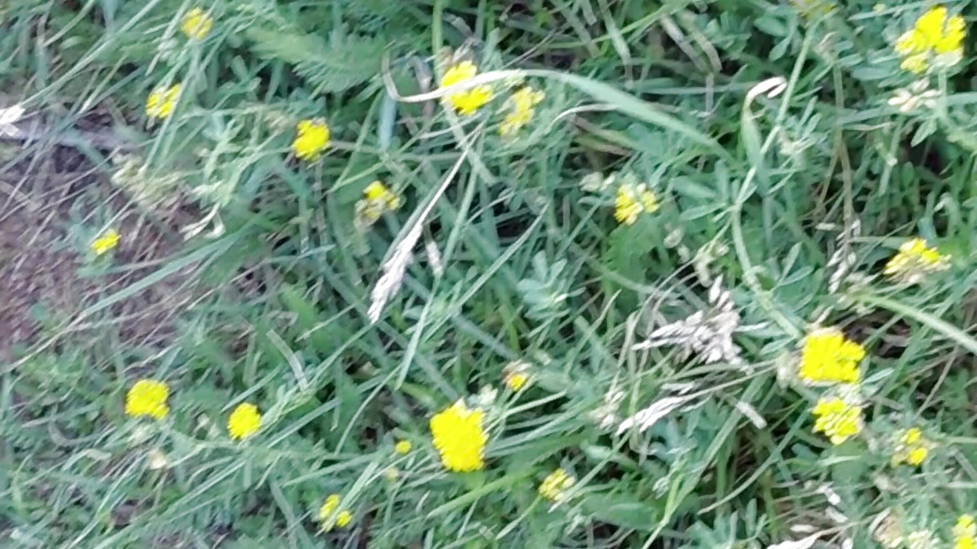 outside walk/ touching flowers with feet/ ugly, old Birkenstock - video by SluttyBanana cam model