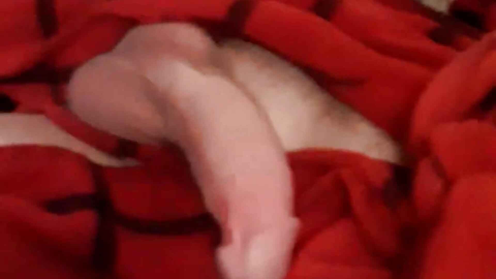 roomate catches me trying to show them my amazing dick - فيديو من lilpervt موديل الكام