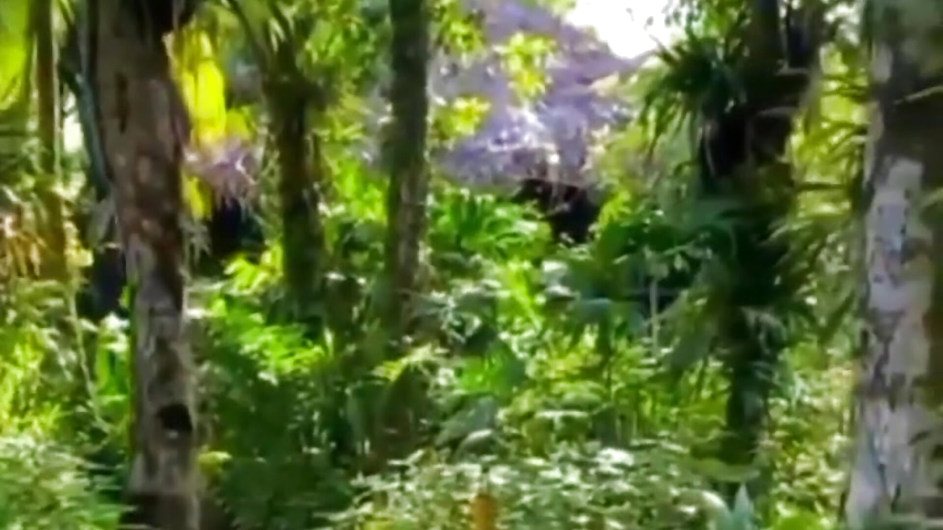 Jungle