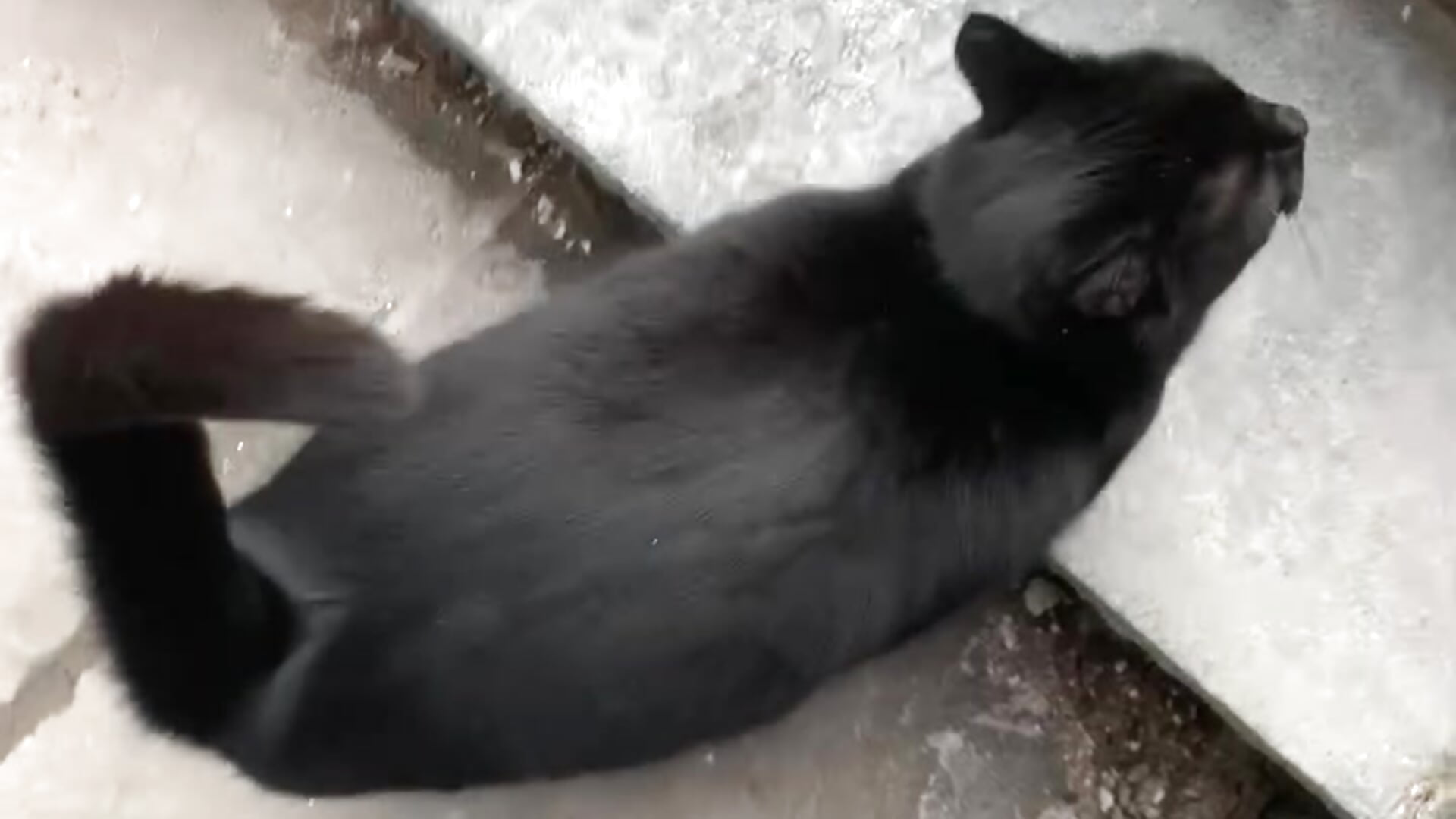 trim,5D6B4D89-CB91-4333-9F01-1B3DFCC70DA2 - vidéo du modèle de showcams Ducky30