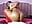 Loving Your Cock - vidéo du modèle de showcams HallyBans
