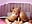 Ride my best toy - vidéo du modèle de showcams HallyBans
