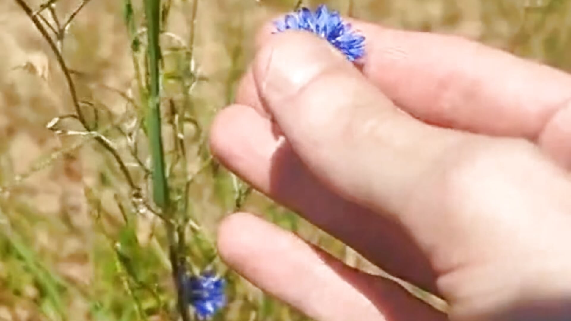 Explore my Meadows - video by CaughtByU cam model