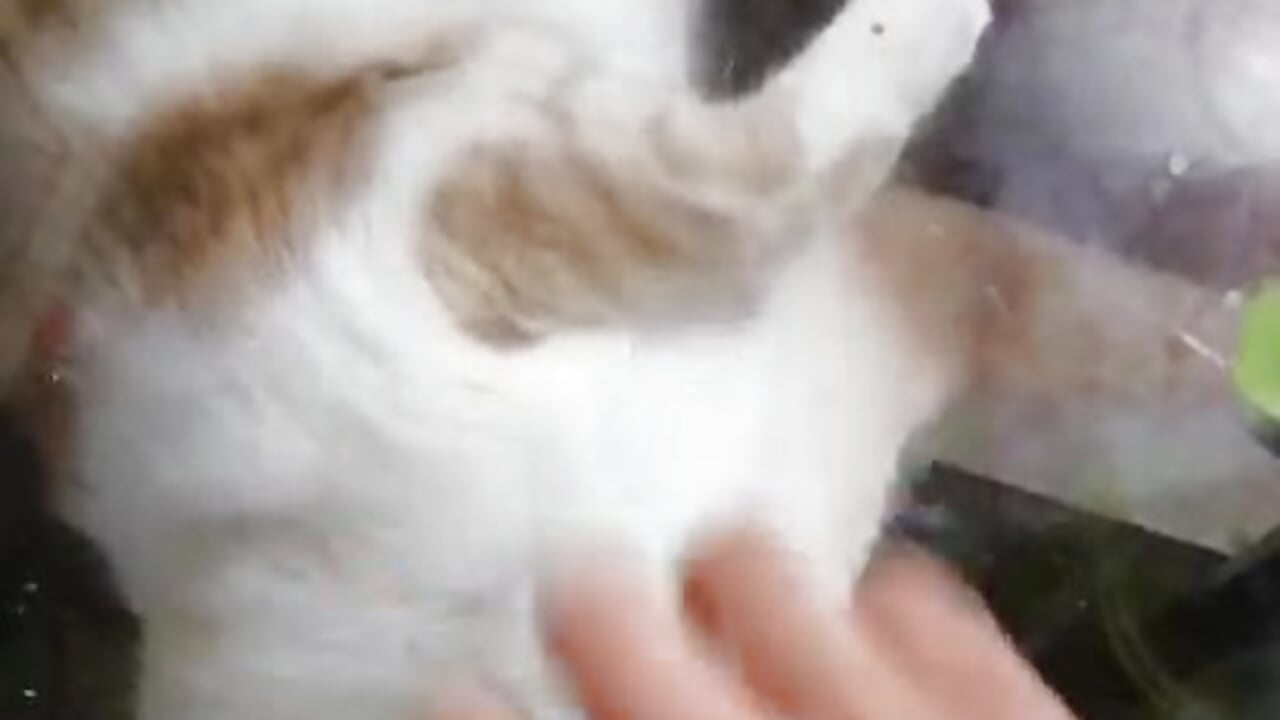 My other kitty (Baloo ) - video od modelky/modela Best_DollSM