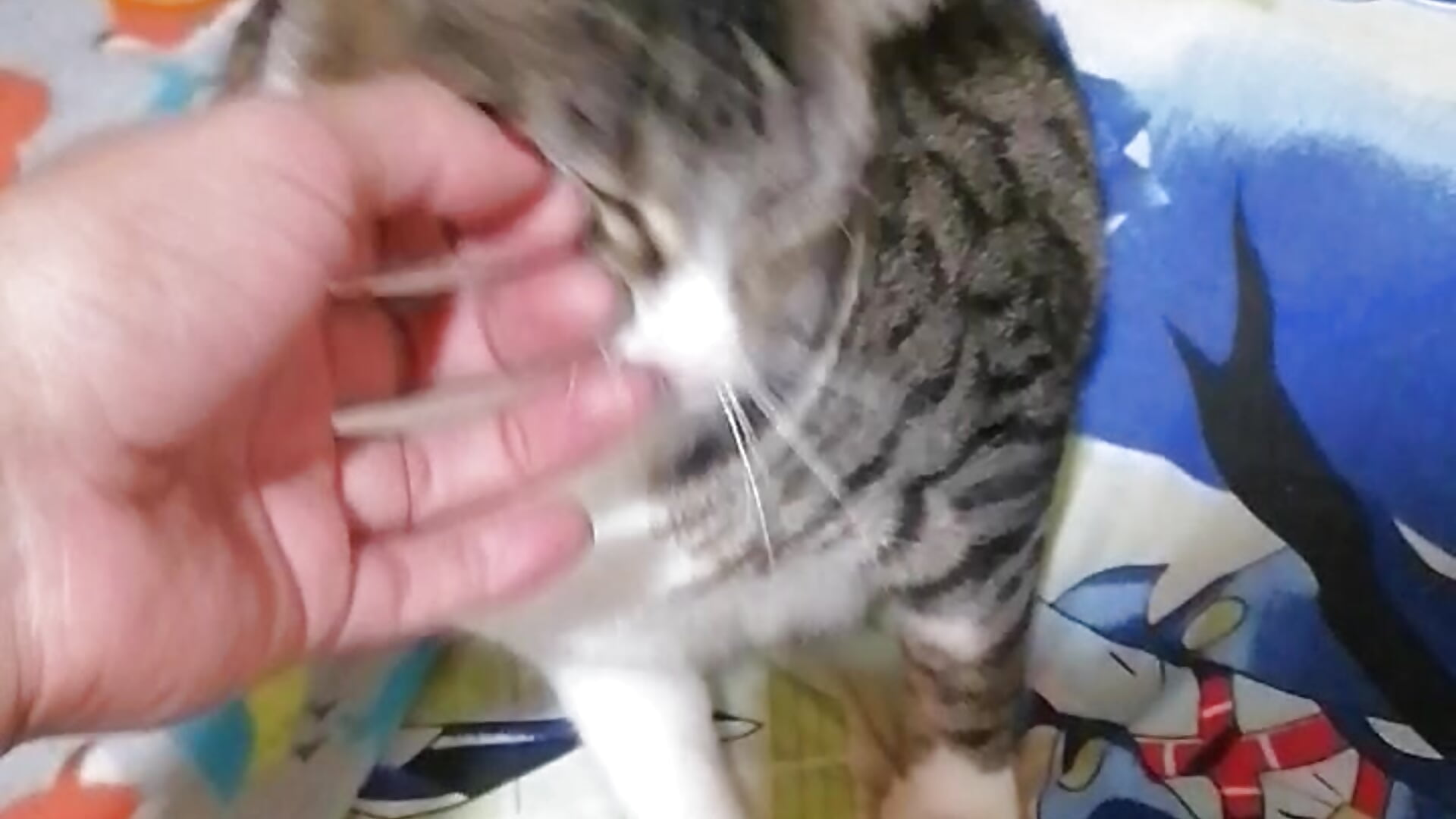 My kitty (Nala) ❤️ - video od modelky/modela Best_DollSM