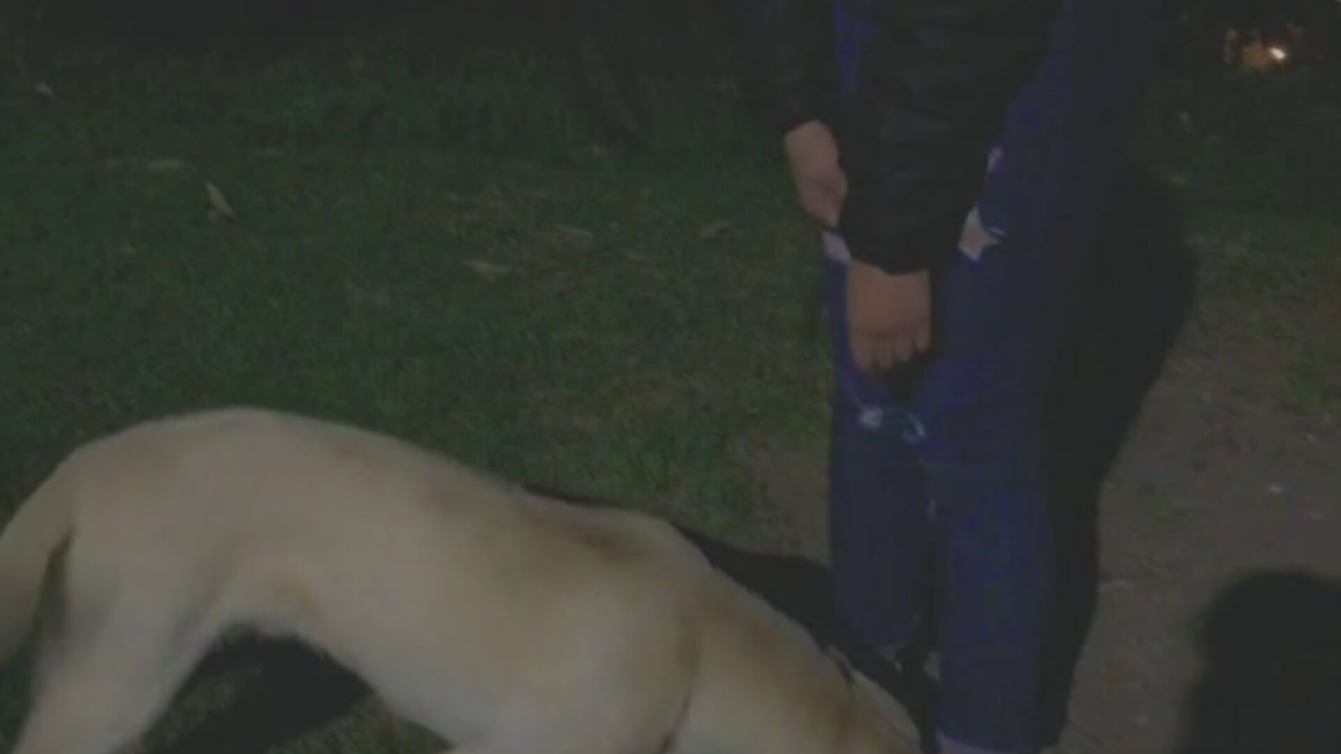 I love dogs, well all animals - video od modelky/modela Student_of_Bdsm