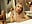 Emily -Joi - Video von EmillyBronte Cam-Model