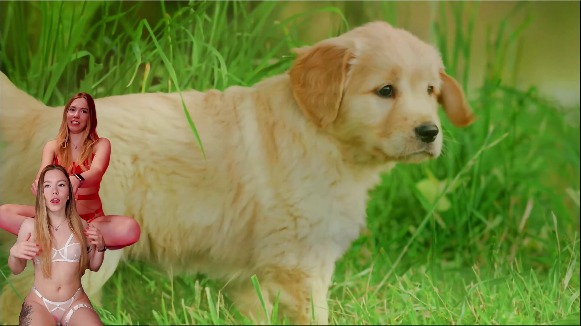 Do u like puppies? - video oleh model kamera KinsleyHottie