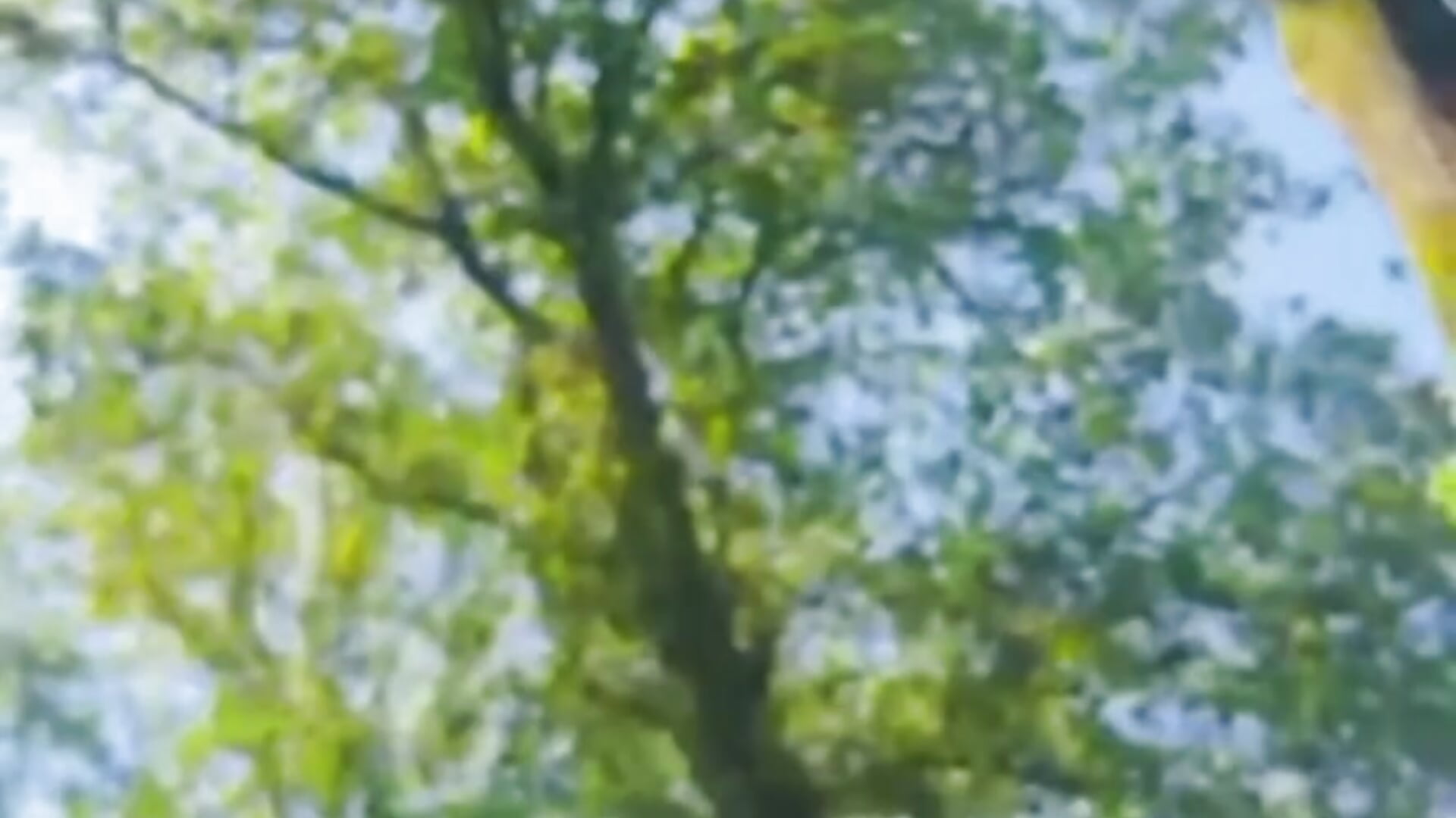 Teaser😍🌳 - vídeo de DeniseStarr