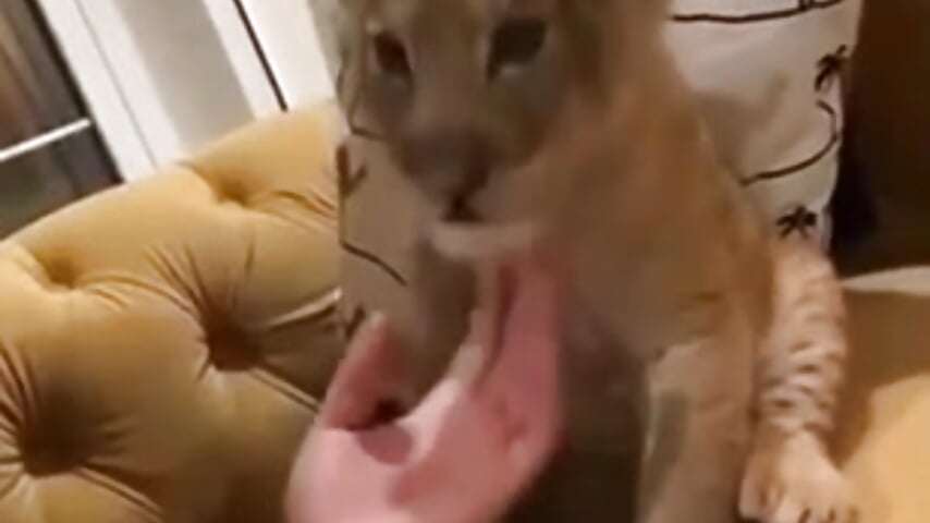 My ❤️ - video by Julie_Blaze cam model