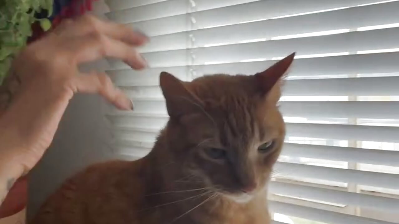 CAT AND ME - ura_laurapanda主播的视频