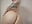 🛁 Soaked 😺 dildo doggie fuck 😍 - video by HollyTattoo cam model