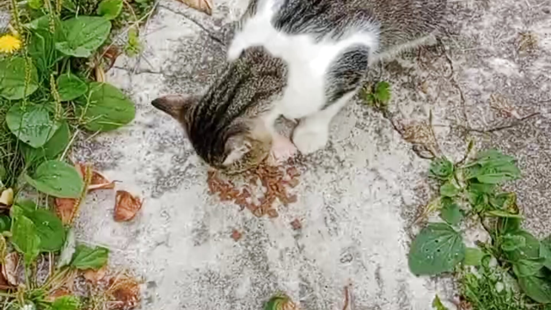 Moon_Tales thanks by donate on food for animals ) - video di IamYourNarcotic modella di cam