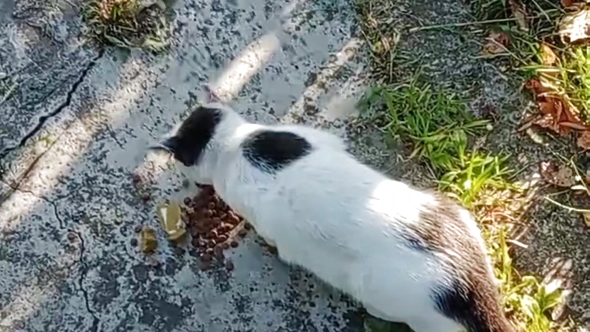 manuauto thanks by tokens on food for animals ) - video di IamYourNarcotic modella di cam