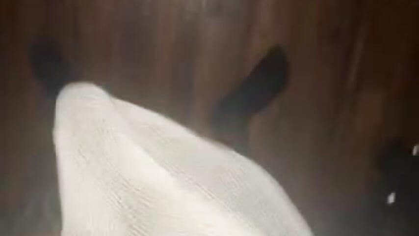 79528660512__9C8F1023-189F-4DEF-884D-E3BB5EEE3F93 - βίντεο μοντέλου Juicydeek